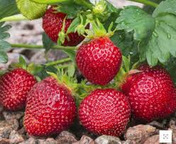 Attēlu rezultāti vaicājumam “Fragaria x ananassa”