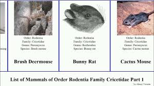 Attēlu rezultāti vaicājumam “Cricetidae”