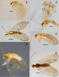 Attēlu rezultāti vaicājumam “Hemerobiidae”