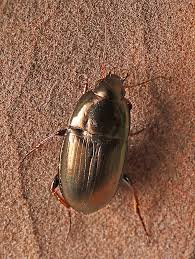 Attēlu rezultāti vaicājumam “Amara sp.”