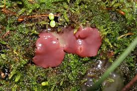 Attēlu rezultāti vaicājumam “Ascocoryne sarcoides”