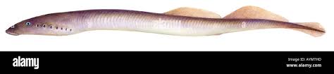 Image result for Lampetra fluviatilis