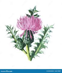 Attēlu rezultāti vaicājumam “Cirsium acaule flower”