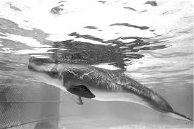 Image result for Kogia breviceps