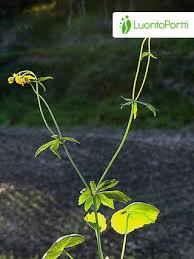 Attēlu rezultāti vaicājumam “Ranunculus cassubicus bud”