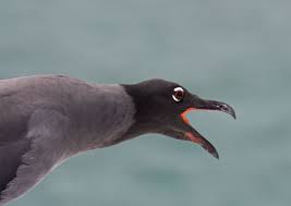 Attēlu rezultāti vaicājumam “Fuligo laevis”