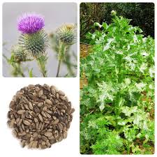 Attēlu rezultāti vaicājumam “Cirsium heterophyllum”