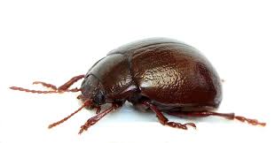 Attēlu rezultāti vaicājumam “Chrysolina staphylaea”