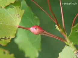 Attēlu rezultāti vaicājumam “Harmandia”