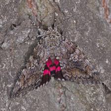 Attēlu rezultāti vaicājumam “Catocala sponsa”