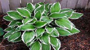 Image result for Hosta fortunei albomarginata