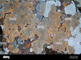 Attēlu rezultāti vaicājumam “Porpidia macrocarpa”