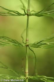 Attēlu rezultāti vaicājumam “Equisetum pratense”