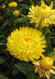 Image result for Helichrysum subulifolium