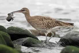 Attēlu rezultāti vaicājumam “Numenius phaeopus”