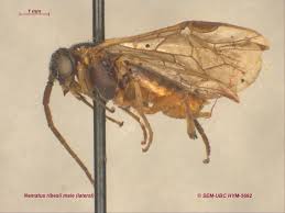 Attēlu rezultāti vaicājumam “Nematus ribesii”