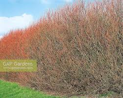 Attēlu rezultāti vaicājumam “Salix rosmarinifolia”