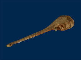 Image result for Lepisosteus osseus