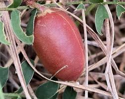 Attēlu rezultāti vaicājumam “Astragalus danicus fruit”