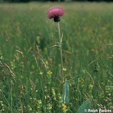 Attēlu rezultāti vaicājumam “Cirsium heterophyllum”
