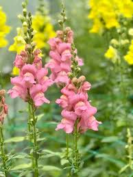 Image result for Antirrhinum majus
