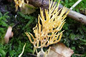 Attēlu rezultāti vaicājumam “Ramariopsis crocea”