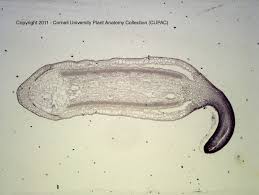 Attēlu rezultāti vaicājumam “Mnium”