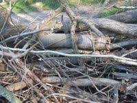 Attēlu rezultāti vaicājumam “Craterocolla cerasi”