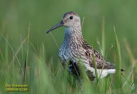 Attēlu rezultāti vaicājumam “Calidris alpina”
