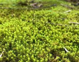 Attēlu rezultāti vaicājumam “Syntrichia”