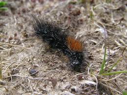 Attēlu rezultāti vaicājumam “Parasemia plantaginis”