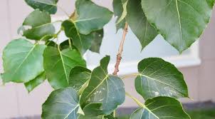 Attēlu rezultāti vaicājumam “Populus x jackii”