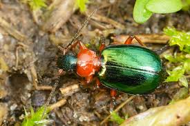 Attēlu rezultāti vaicājumam “Lebia chlorocephala”