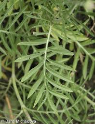 Image result for Scabiosa canescens