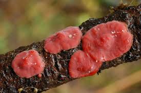 Attēlu rezultāti vaicājumam “Cytidia salicina”