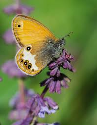 Attēlu rezultāti vaicājumam “Coenonympha arcania underside”