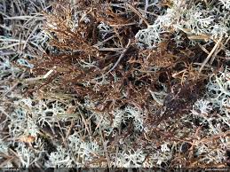 Attēlu rezultāti vaicājumam “Cetraria aculeata”