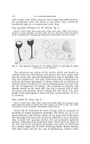 Attēlu rezultāti vaicājumam “Licea pusilla sessile”