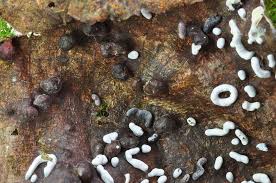 Attēlu rezultāti vaicājumam “Diderma effusum”