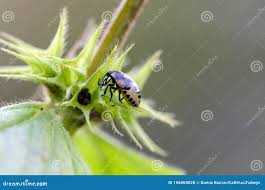 Attēlu rezultāti vaicājumam “Tritomegas bicolor nymph”