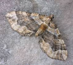 Attēlu rezultāti vaicājumam “Pelurga comitata”