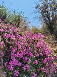 Image result for Silene schafta