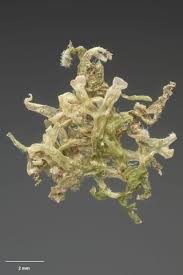 Attēlu rezultāti vaicājumam “Metzgeria furcata”