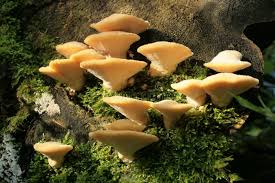 Attēlu rezultāti vaicājumam “Climacocystis borealis”