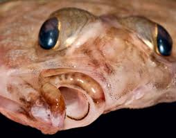 Image result for Glyptocephalus cynoglossus