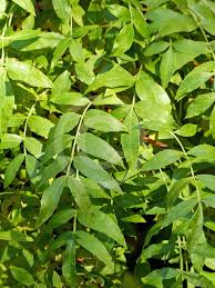 Attēlu rezultāti vaicājumam “Fraxinus excelsior Pendula bud”