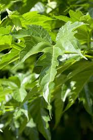 Attēlu rezultāti vaicājumam “Morus alba leaf”