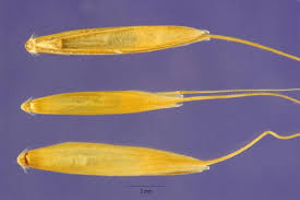 Attēlu rezultāti vaicājumam “Agrostis canina”