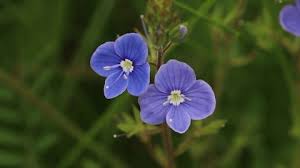 Attēlu rezultāti vaicājumam “Veronica chamaedrys flower”