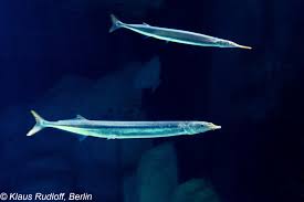 Attēlu rezultāti vaicājumam “Belone belone”